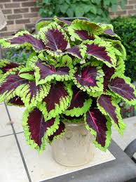 Cats and poisonous flowers and plants. Coleus Poisonous To Cats Meg Davis Music And Arts