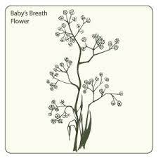 Baby Breath Flower Download Free Vector Graphic Flowers Babys Breath Babys Breath Flowers