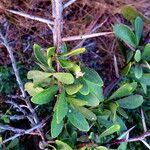 Image result for Gymnosporia buxifolia