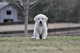 Golden retriever puppies are famously friendly and docile. English Golden Retriever Puppies Summer Brook English Goldens