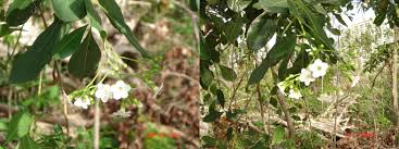 Image result for Phyllanthus taylorianus