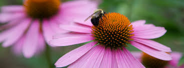 Zillow has 55 homes for sale in mount vernon oh. Ten Flowers Plants To See At Mount Vernon George Washington S Mount Vernon