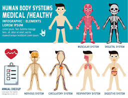 Human Body Systems Annual Checkup Anatomy Body Organ Chart