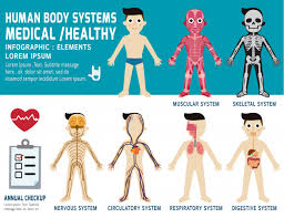 human body systems annual checkup anatomy body organ chart