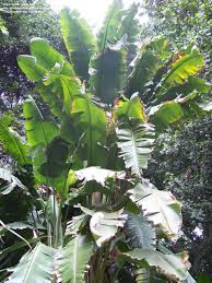 Image result for Strelitzia alba