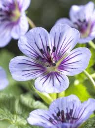 Image result for Geranium `Sandrine`