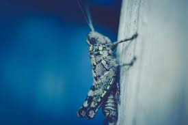 Sprickets are given that nickname because they look as if a spider and a cricket decided to have a child. How To Get Rid Of Crickets Outside Naturally Ultimate Guide Bugwiz