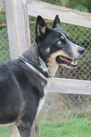 Australian shepherd dog puppies & dogs for sale/adoption. Pin On Dogs