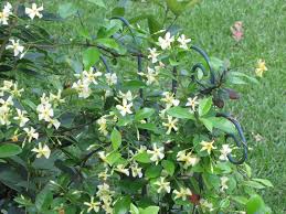 We did not find results for: Mandianum Asian Star Jasmine Trachelospermum Jasminoides Flickr