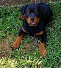 They produced ten puppies, six males and four females. Rottweiler Puppy For Sale In Prosperity Sc Adn 36913 On Puppyfinder Com Gender Male Age 4 Months Rottweiler Puppies Rottweiler Rottweiler Puppies For Sale