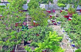 Image result for সুগন্ধি গাছ কারিপাতা