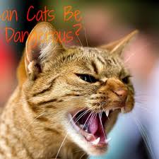 By jennifer sellers, petfinder contributor. Why Do Pet Cats Attack Their Owners Pethelpful By Fellow Animal Lovers And Experts