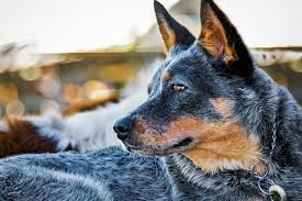 Things that make you go aww! Do Blue Heelers Make Good Family Pets Practical Parenting Australia