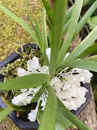 Image result for Podangis dactyloceras