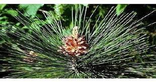 1) bulat telur (ovatus), contohnya daun kembang sepatu (hibiscus. Klasifikasi Tumbuhan Tingkat Tinggi Ato Basahona Share