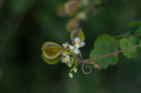 Image result for Cardiospermum corindum