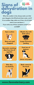 signs of dehydration in dogs infographic dog health