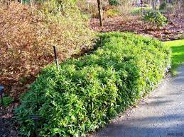 Posts About Evergreen On Name That Plant Shade Tolerant Plants Plants Evergreen Garden