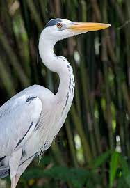 Look through examples of ardea cinerea translation in sentences, listen to pronunciation and learn grammar. Ardea Cinerea Monaco Nature Encyclopedia