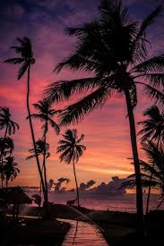 Image Result For Sunset With Palm Trees Tumblr Night Fotografi Alam Pemandangan Latar Belakang