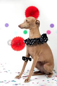 Se agregan miles de imágenes nuevas de alta calidad todos los días. Happy Birthday Party Dog Stock Photo Crushpixel