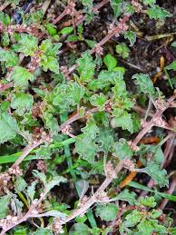 Image result for Hermbstaedtia scabra