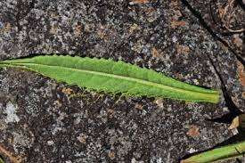 Image result for Senecio milanjianus
