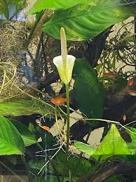 Image result for Littonia modesta