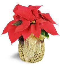 Petite Poinsettia Christmasflowers Flowers Holidays Flowerinspiration Floral Floralimages Poinsettia Poinsettia Sympathy Flowers Floral Image
