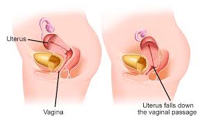 Image result for uterus