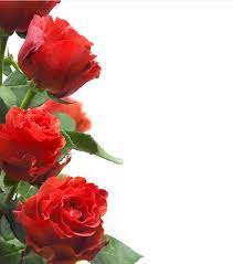 Rosas Rojas Flores Clipart De Flor Rosas