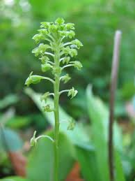 Image result for Malaxis katangensis