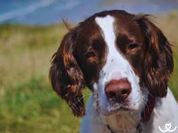 Image result for anglický špringršpaněl