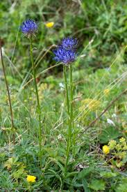 Image result for Phymaspermum