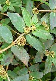Khasiat Daun Patikan Kerbau Khasiat Daun Alami Tanaman Obat Kebun Herbal Tanaman