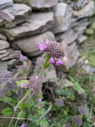 Image result for Clinopodium