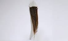 Rare Huia Feather Regarded As 'Significant Piece' Of History To Be  Auctioned | Rnz News