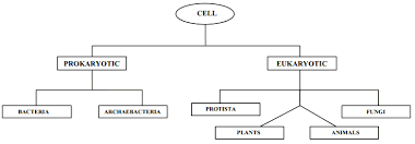 Cell Prokaryotic And Eukaryotic Cells Explained With Diagram Biology Tutorvista Com Eukaryotic Cell Prokaryotic Cell Prokaryotes