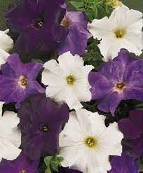 Dreams Waterfall Mix Petunia Seeds Stunning Color High Wet Cold Tolerance Fresh Quality High Germination 30 35 Seeds Petunias Germination Seeds