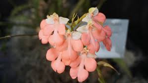 Image result for Habenaria kilimanjari
