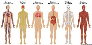 Sistem Organ Pada Manusia Lengkap Organ Systems In Humans Berbagaireviews Com