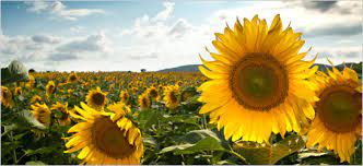 Sunflower Radiation Absorption Project Grows Around Fukushima Maths In Nature Nature Going Natural