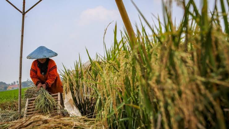 Desa Produktif Menjadi Kunci Ketahanan Pangan Nasional