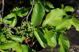 Image result for Vangueria madagascariensis