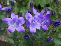 Beautiful purple saffron crocus flowers. Perennials For Shade That Bloom All Summer The Garden Glove