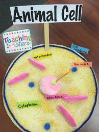 Maybe you would like to learn more about one of these? Plant Cell Model