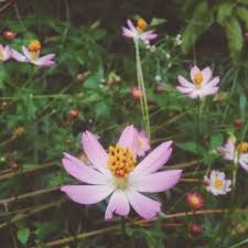 Bolehlah diamalkan untuk awet muda. Kingssalad Instagram Posts Photos And Videos Picuki Com