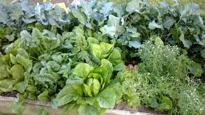 There is also malabar spinach which i'm growing as well. Pin On Aquaponics