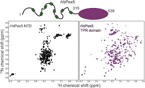 Bonjour tous le monde, to get his camel through the needle's eye. Structural Biology Of The Import Pathways Of Peroxisomal Matrix Proteins Sciencedirect