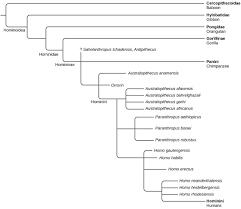 The Evolution Of Primates Biology Ii